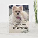 Recherche de je suis confus vœux cartes Dog