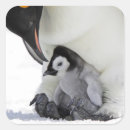 Recherche de pingouins autocollants Dehors