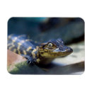 Zoek naar reptielen magneten Gator