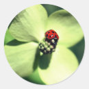 Recherche de coccinelle sur une fleur autocollants Insecte