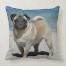 Recherche de carlin faon coussins Chien