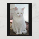 Recherche de petit chat blanc cartes postales Amoureux des chats
