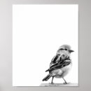 Zoek naar vogeltje posters Wild