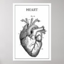 Zoek naar hart anatomie posters Aorta
