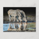 Recherche de okavango cartes postales Afrique