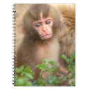 Recherche de singe bébé carnets Bébés animaux