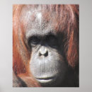 Recherche de orangutan posters Ape