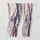 Recherche de immunologie cartes postales Parties du corps humain