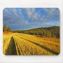 Recherche de blé tapis souris Champ de blé