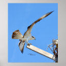 Zoek naar havik posters Visarend