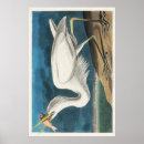 Recherche de grand héron blanc posters Audubon