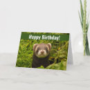 Zoek naar ferret kaarten Grappig