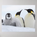 Recherche de se penche posters Animal