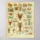 Recherche de homard vintage posters Océan