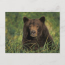 Recherche de ours brun cartes postales Mammifère