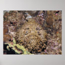 Zoek naar camouflage fotografie Natuur