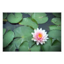 Recherche de protection de lis art Nature