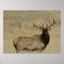 Recherche de élans de taureau Cervus canadensis