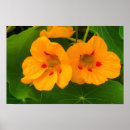 Zoek naar indisch posters Geel