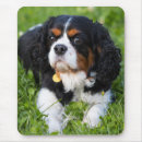 Recherche de cavalier king charles spaniel tapis souris Chien