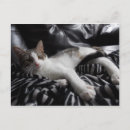Recherche de joli chat cartes postales Pour tous