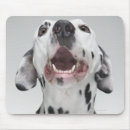 Recherche de chien dalmatien tapis souris Animal