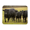 Recherche de bovin magnets Animal de ferme