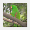 Recherche de perroquet vert magnets Faune