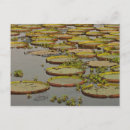 Recherche de pantanal cartes postales Aquatique