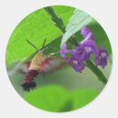 Recherche de hummer autocollants Nature