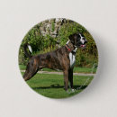 Recherche de boxeur badges Chien
