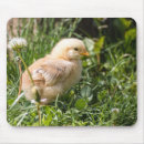 Zoek naar kip muismatten Pluimvee