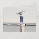 Zoek naar zeemeeuwen briefkaarten Vogels