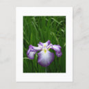 Recherche de iris cartes postales Printemps