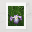 Recherche de iris cartes postales Japon