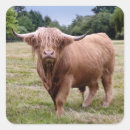 Recherche de highland autocollants Vaches