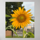 Recherche de tournesol posters Photographie