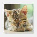 Recherche de sommeil magnets Animal familier