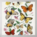 Recherche de illustration papillon posters Jolie