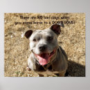 Zoek naar pitbull posters Schattige hond