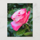 Recherche de thé anglais cartes postales Rose