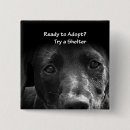 Recherche de chien domestique badges Labrador