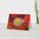 Recherche de somniferum Papaver somniferum