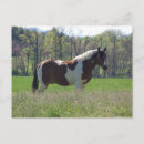 Zoek naar wild paarden briefkaarten Land