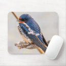 Recherche de hirondelles tapis souris Hirondelle de grange