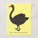 Recherche de cygne noir cartes postales Australie