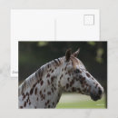 Zoek naar spotty briefkaarten Bob langrish