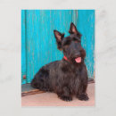 Recherche de scottish terrier cartes postales Dog