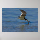 Zoek naar plumage art Natuur