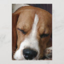 Recherche de beagles invitations Chien